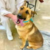 Sarge *adoption pending