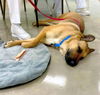 Sarge *adoption pending
