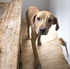 Loki *adoption pending