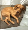 Loki *adoption pending