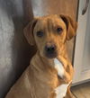 Loki *adoption pending