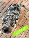 Bayou *adoption pending