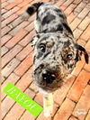 Bayou *adoption pending