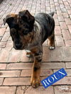 Roux  *adoption pending