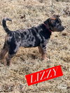 Lizzy *adoption pending