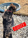 Lizzy *adoption pending