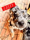 Lizzy *adoption pending