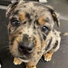Nola *adoption pending