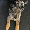 Nola *adoption pending