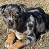 Nola *adoption pending