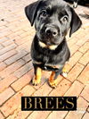 Brees