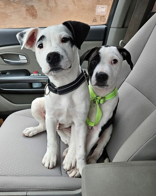 Rigatoni *adoption pending