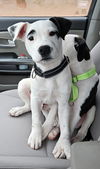 Rigatoni *adoption pending