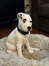 Rigatoni *adoption pending