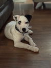 Rigatoni *adoption pending