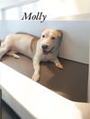 Molly
