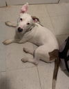 Molly