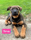 Teva *adoption pending
