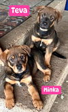 Teva *adoption pending
