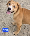 Noot