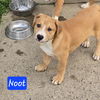 Noot