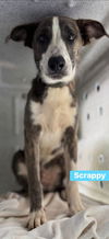 adoptable Dog in  named Scrappy *adoption pending