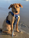 adoptable Dog in Alexander, AR named Betty