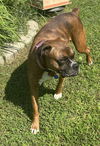 Bella **URGENT**
