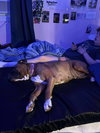Bella  **URGENT**