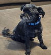 Bernadette *adoption pending