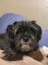Bernadette *adoption pending