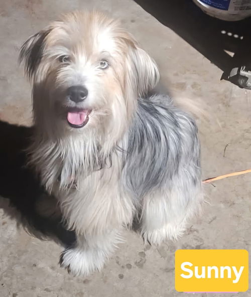 Sunny