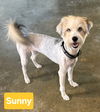 Sunny