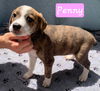 Penny2