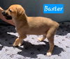 Baxter