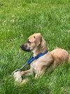 Baxter