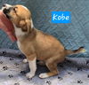 Kobe