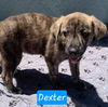Dexter