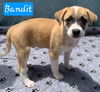 Bandit