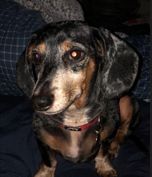 picture of the dog needing adoption