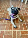 Avita *adoption pending