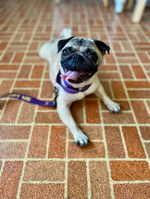 Avita *adoption pending