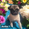 Avita *adoption pending
