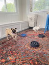 Avita *adoption pending