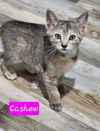 Cashew