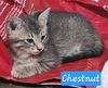 Chestnut