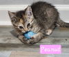 Peanut