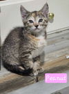 Peanut
