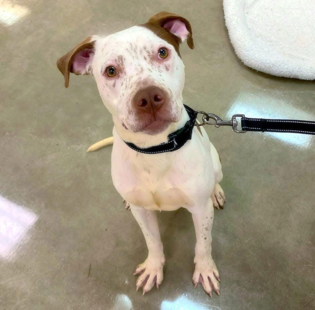 adoptable Dog in Alexander, AR named Sancho Panza
