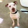 adoptable Dog in  named Sancho Panza